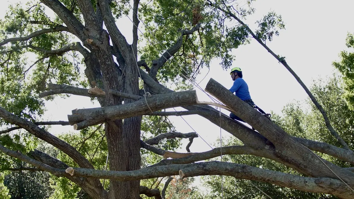 Professional Hazardous Tree Removal performed by certified arborists in Johnsonville